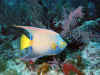 Queen Angelfish