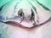 Southern Stingray  (60038 byte)