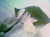 Southern Stingray  (85793 byte)