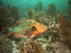 Rainbow Parrotfish (149848 byte)