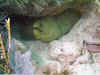 Green Moray  (155437 byte)