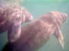 Manatees (55151 byte)